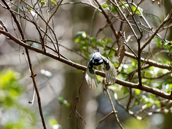 Yellow-bellied Tit 愛知県 Sat, 3/11/2023