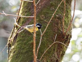 Yellow-bellied Tit 愛知県 Sat, 3/11/2023