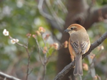 2023年3月5日(日) 等々力緑地の野鳥観察記録