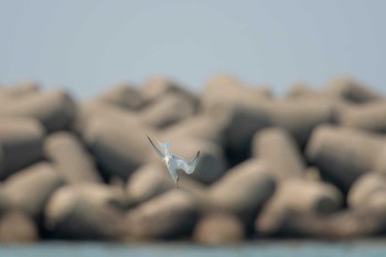 コアジサシ 魚住海岸 2018年5月4日(金)