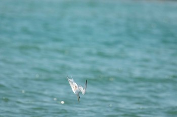 コアジサシ 魚住海岸 2018年5月4日(金)