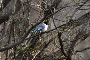 Sun, 3/5/2023 Birding report at 三叉沼ビオトープ 埼玉県