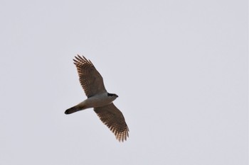 Eurasian Goshawk 大室公園 Sat, 3/11/2023