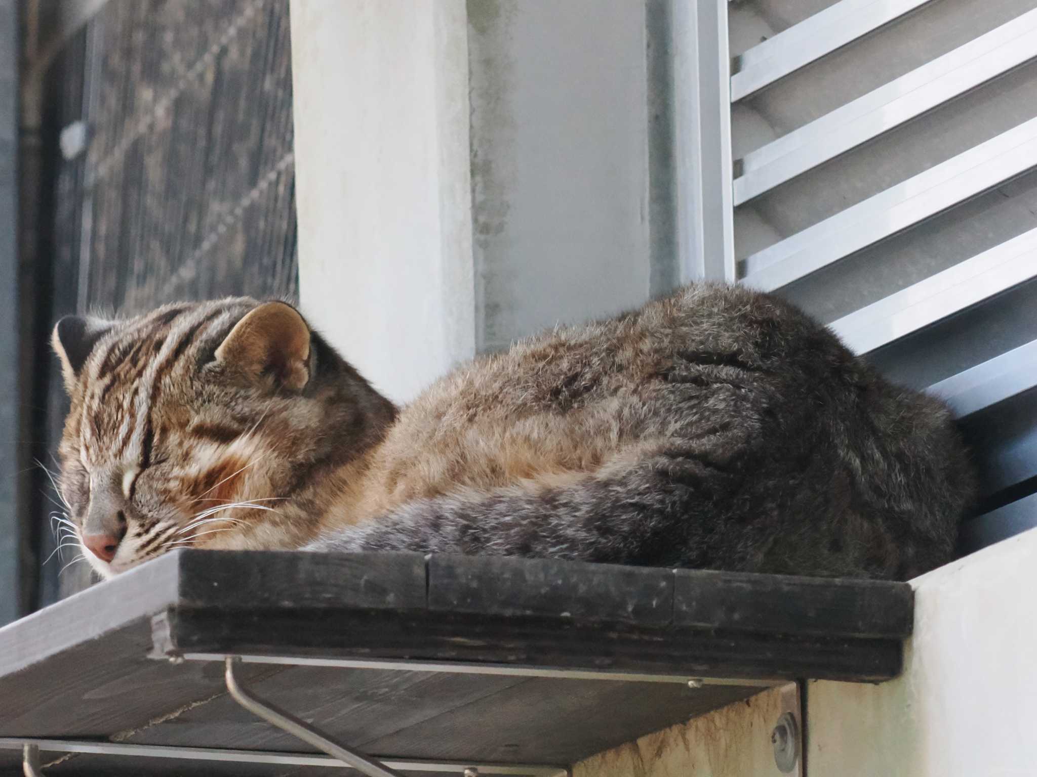 寝ている「つしまやまねこ」