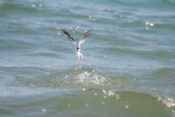 コアジサシ 魚住海岸 2018年5月4日(金)