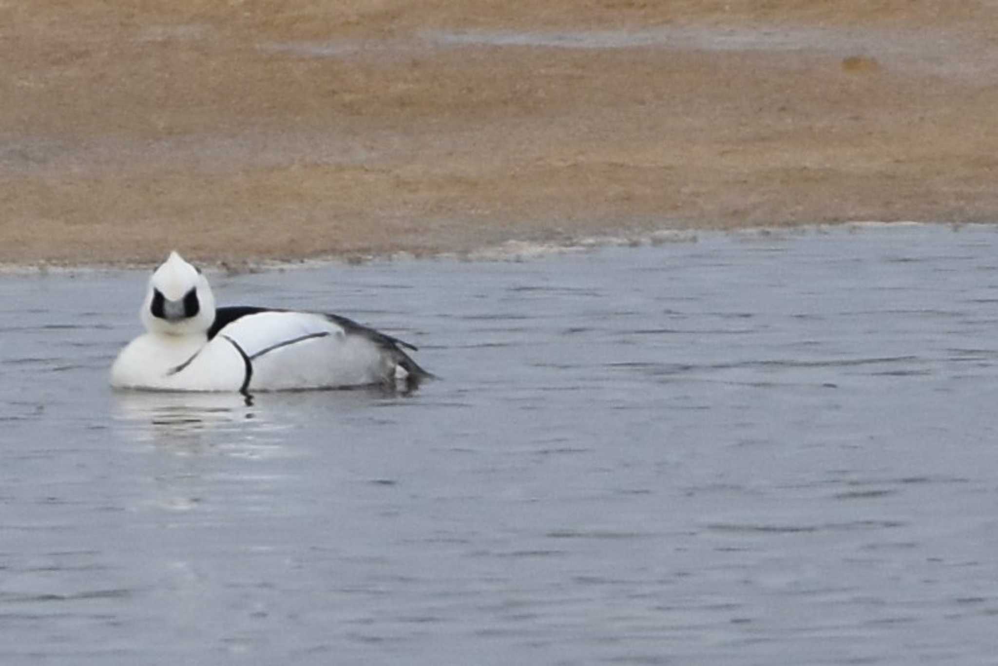 札幌モエレ沼公園 ミコアイサの写真