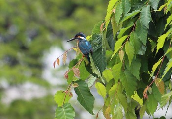 カワセミ 群馬県高崎市 2018年5月8日(火)