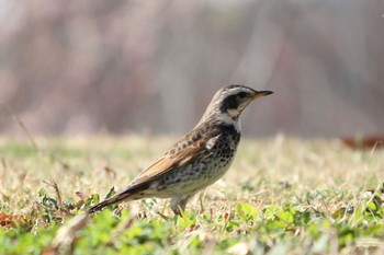 ツグミ 馬見丘陵公園 2023年3月11日(土)