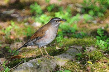 Pale Thrush 馬見丘陵公園 Sun, 3/12/2023