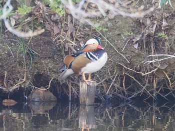 Mandarin Duck 千葉市泉自然公園 Sat, 3/11/2023