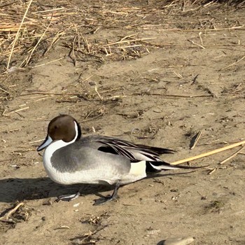 Northern Pintail あぶくま親水公園 Sat, 3/11/2023