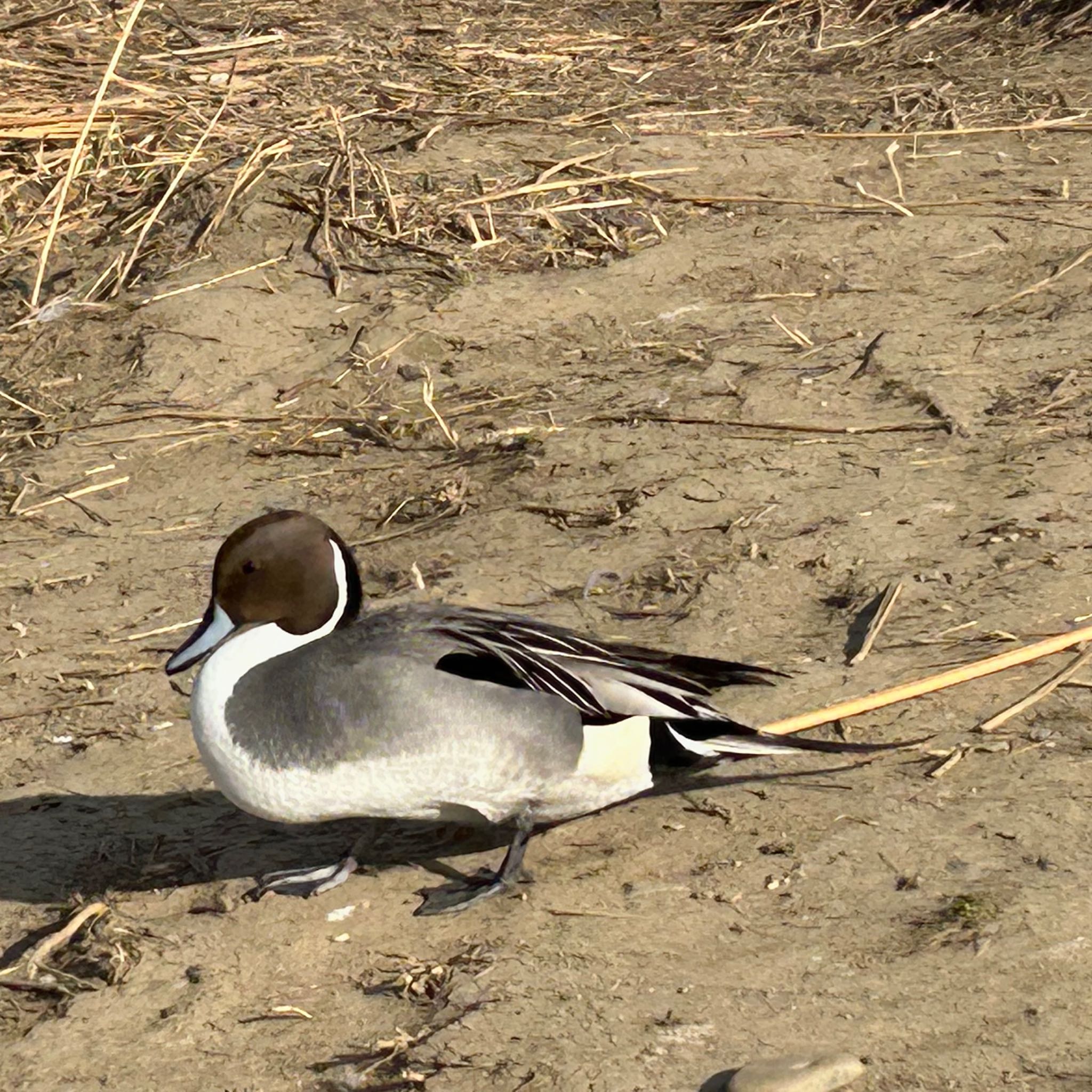 Northern Pintail