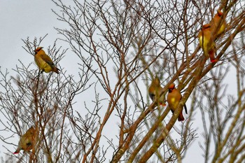 Japanese Waxwing 長池親水公園 Sun, 3/12/2023