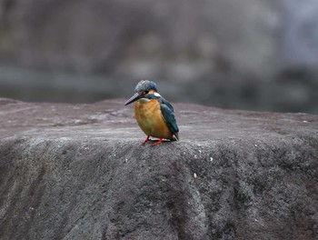 Common Kingfisher 群馬県高崎市 Tue, 5/8/2018