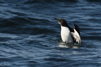 Pigeon Guillemot 野付~落石 Sun, 3/5/2023