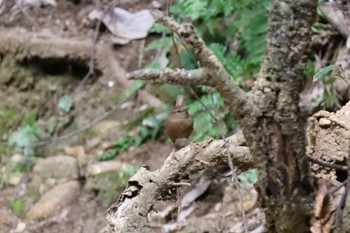 ミソサザイ 道保川公園 2023年3月12日(日)