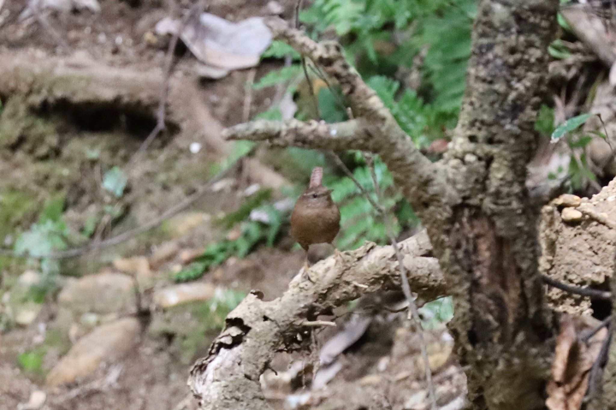 Eurasian Wren