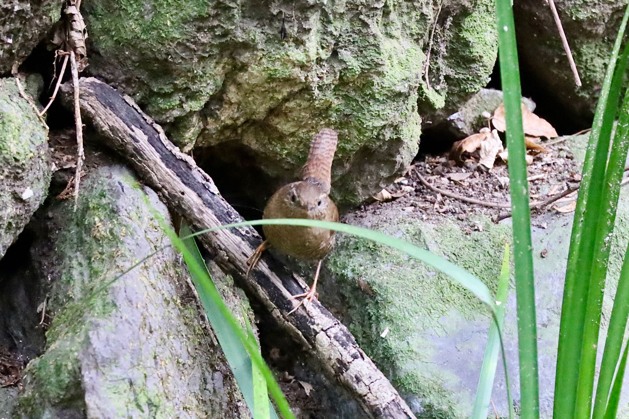 Eurasian Wren