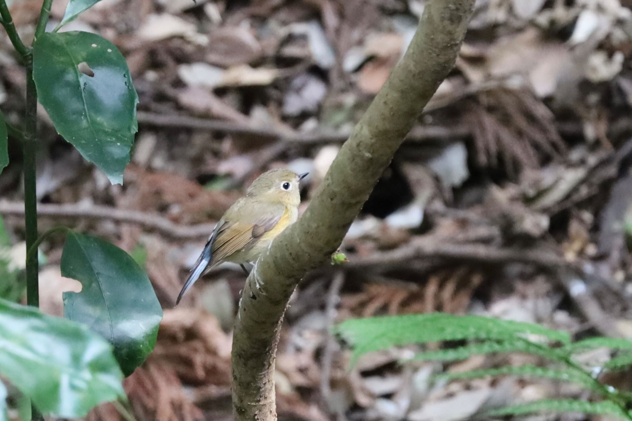 Red-flanked Bluetail