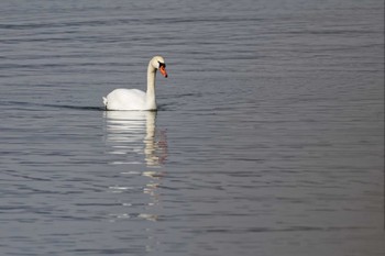 コブハクチョウ 長池親水公園 2023年3月12日(日)