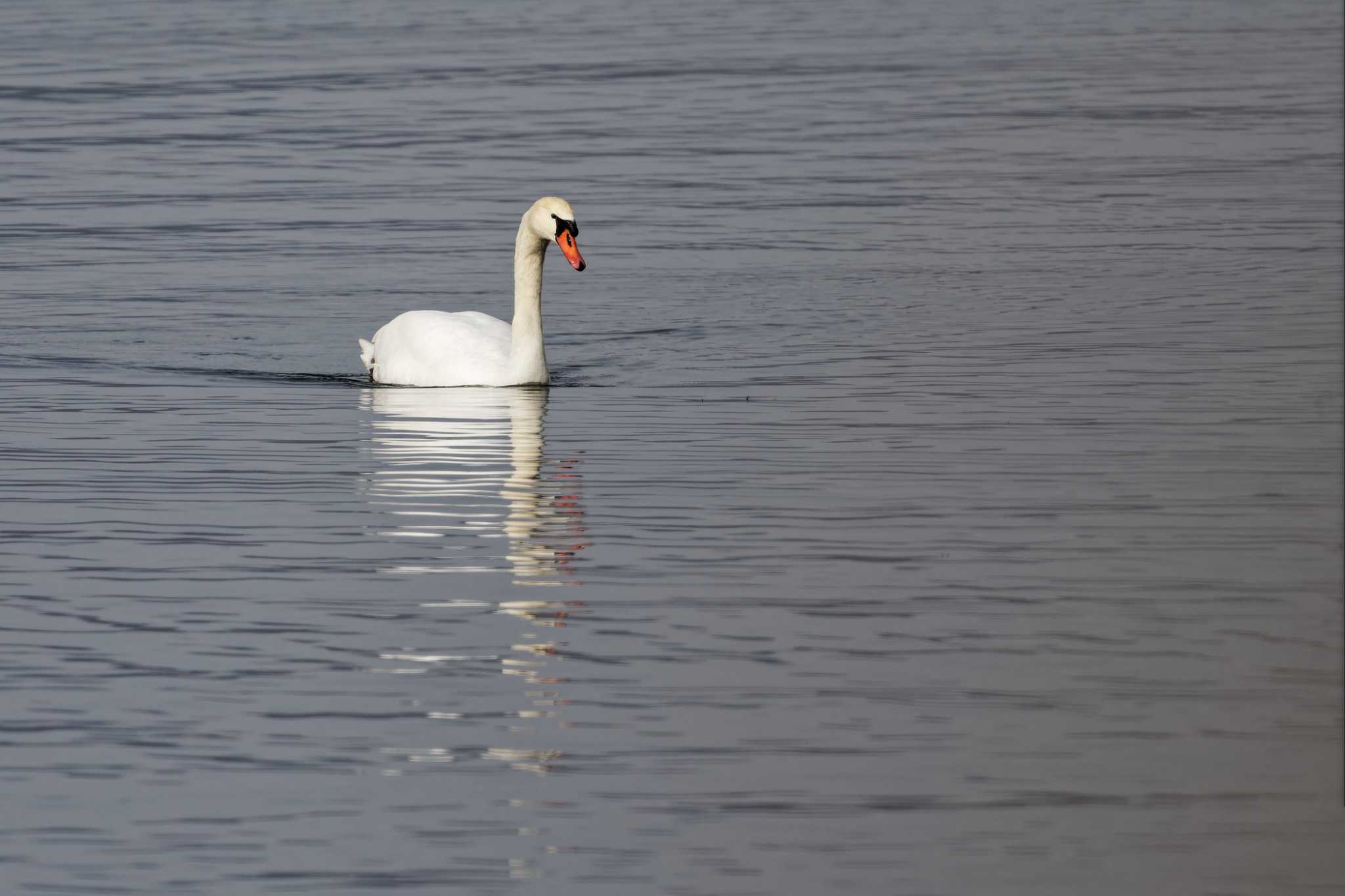 Photo of Mute Swan at 長池親水公園 by しの