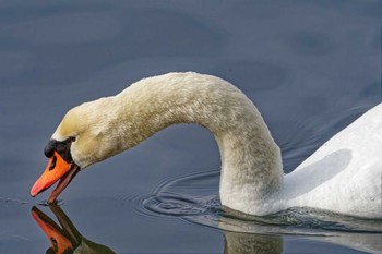 Mute Swan 長池親水公園 Sun, 3/12/2023