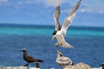 Sat, 5/5/2018 Birding report at Layang Layang Island