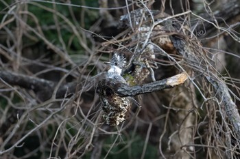 Crested Kingfisher 平成榛原子供のもり公園 Sun, 3/12/2023