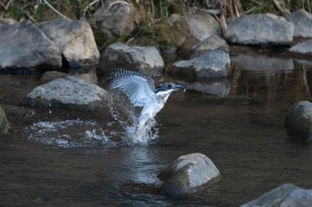 Crested Kingfisher 平成榛原子供のもり公園 Sun, 3/12/2023