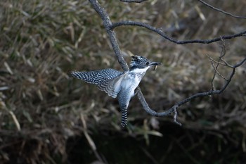 Crested Kingfisher 平成榛原子供のもり公園 Sun, 3/12/2023