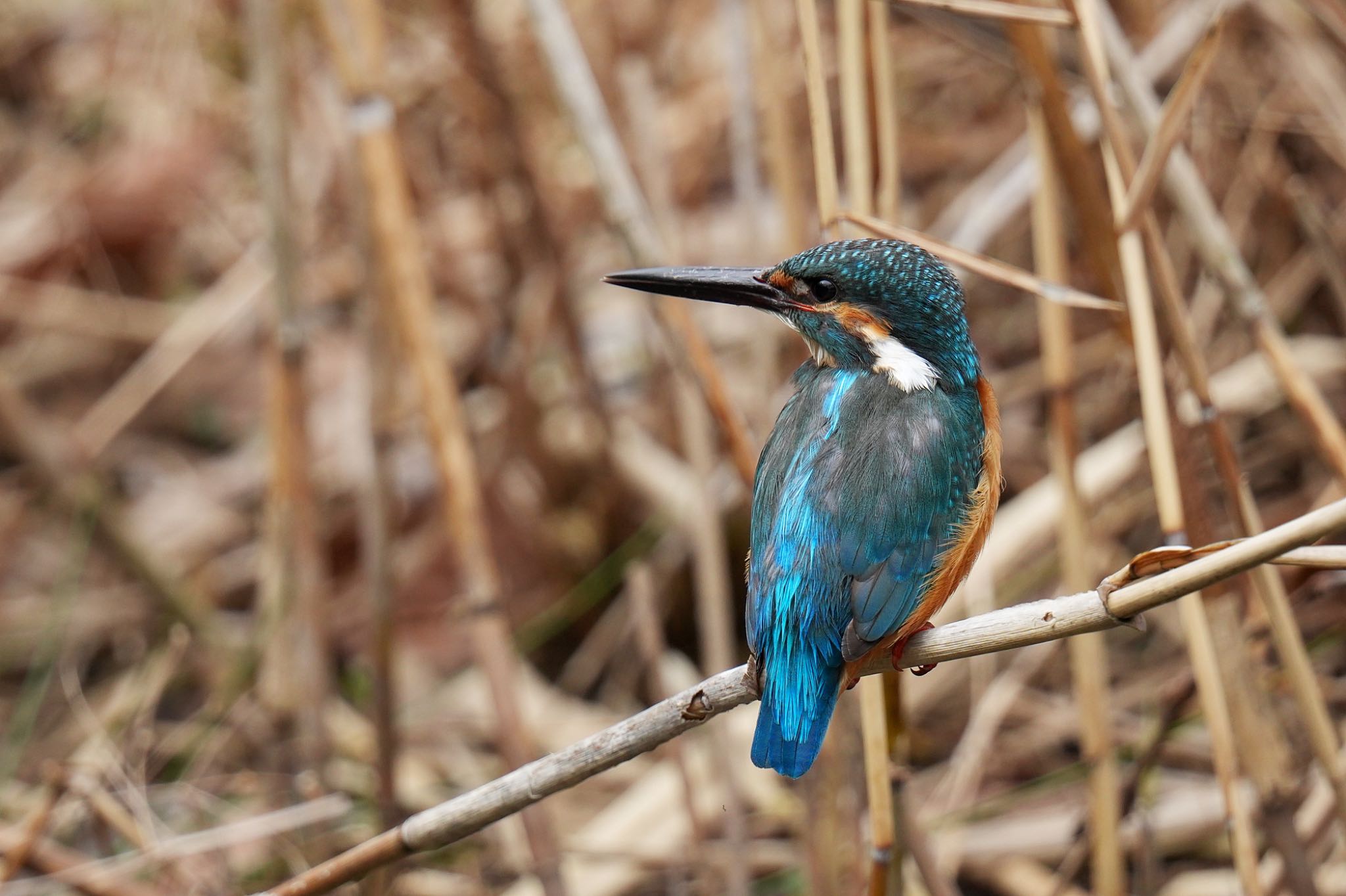 Common Kingfisher