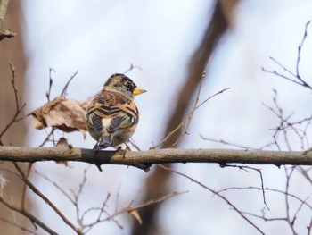 2023年3月12日(日) 秋ヶ瀬公園の野鳥観察記録