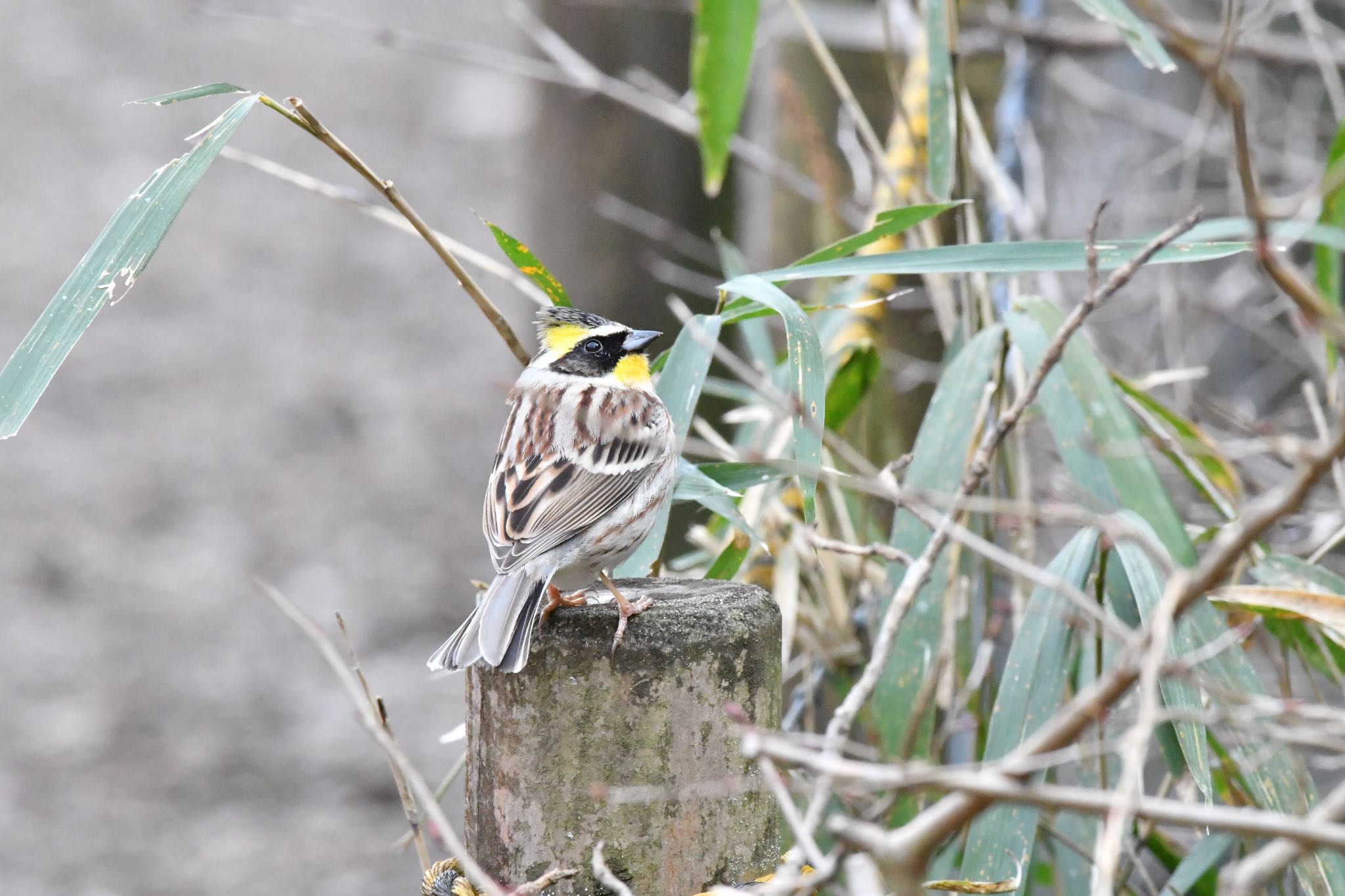 Photo of Yellow-throated Bunting at 多摩森林科学園 by takuma_246