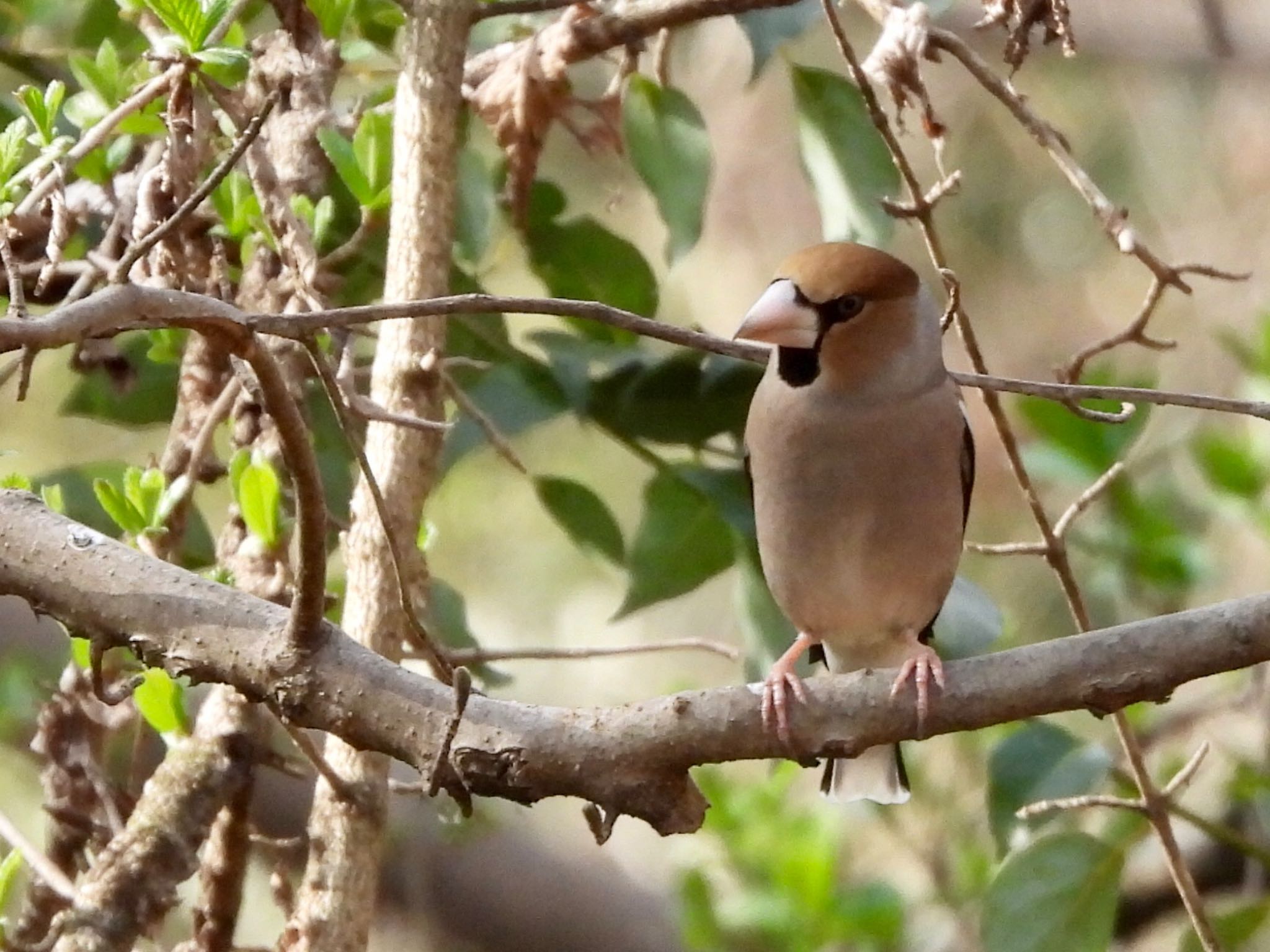 Hawfinch