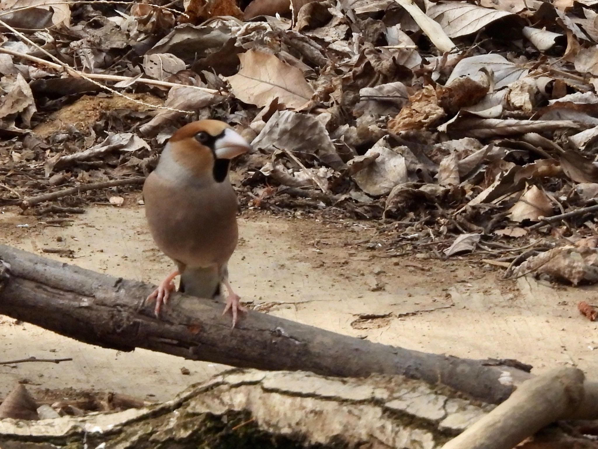 Hawfinch