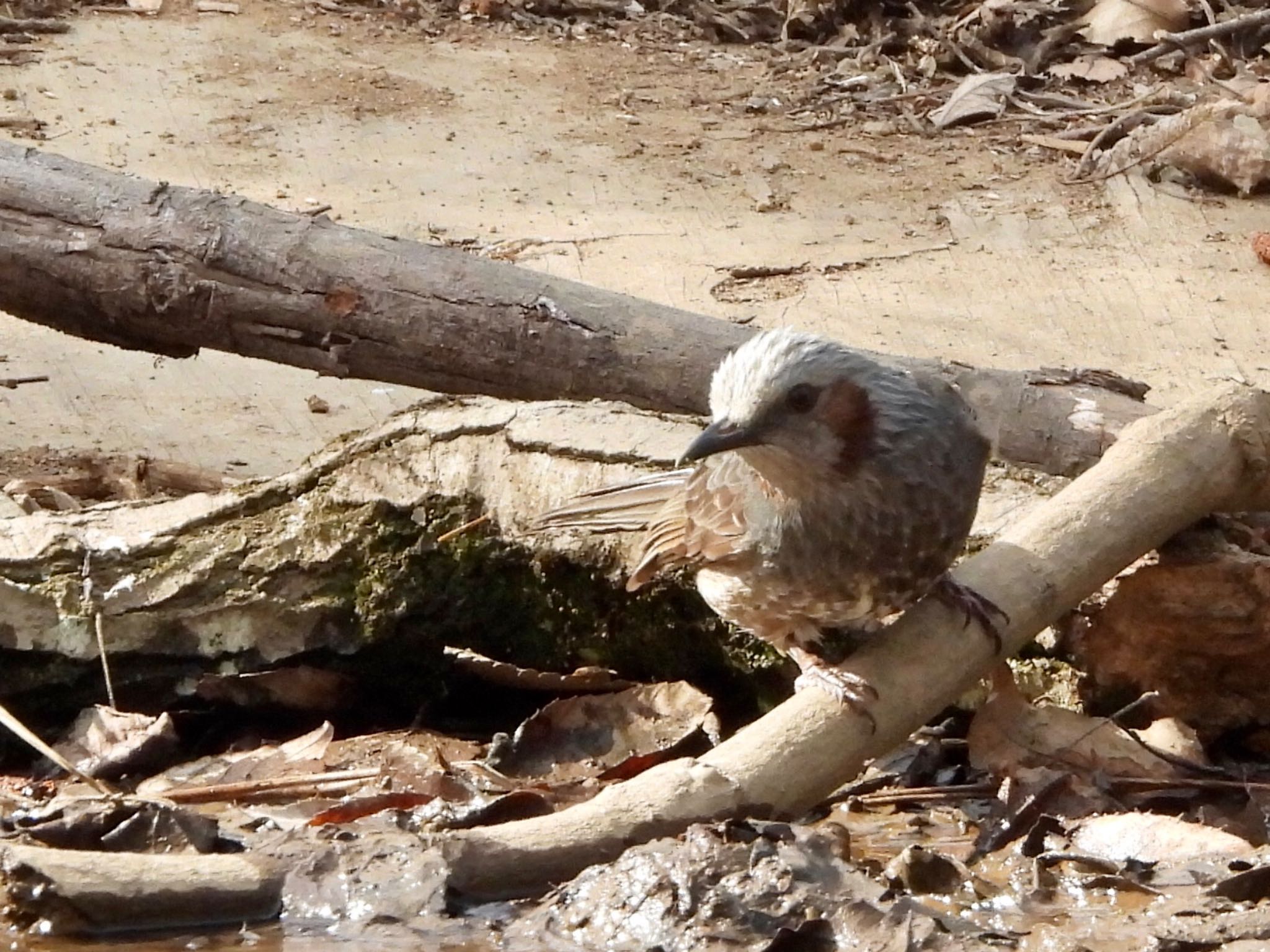 Brown-eared Bulbul