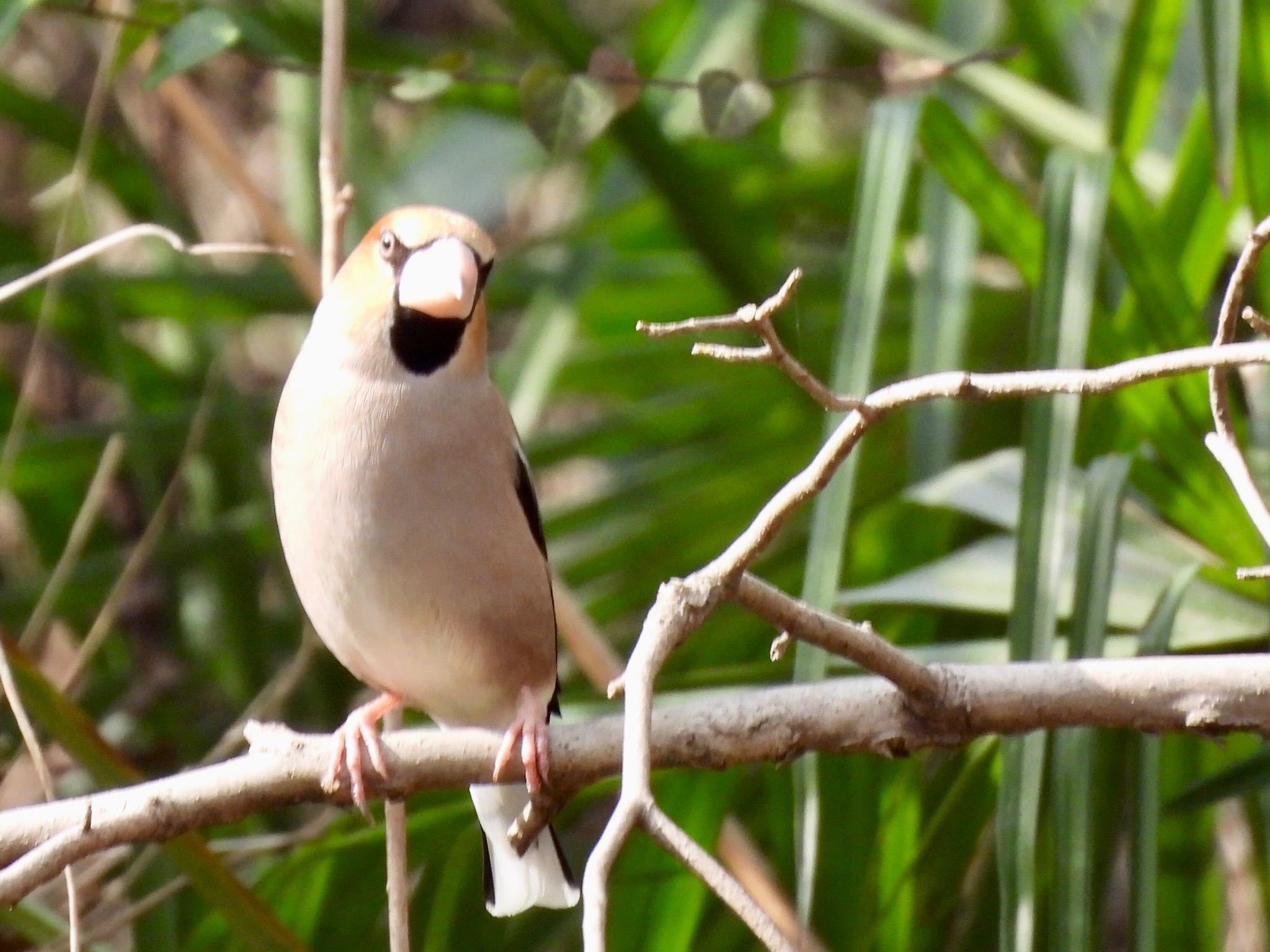 Hawfinch