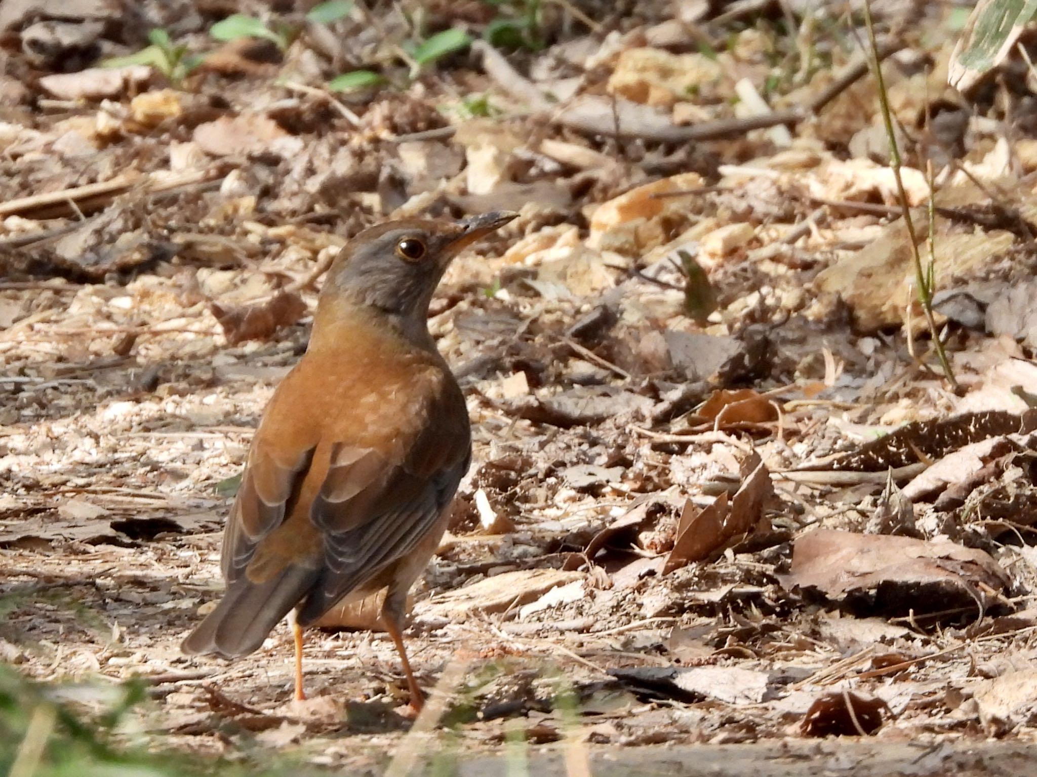 Pale Thrush