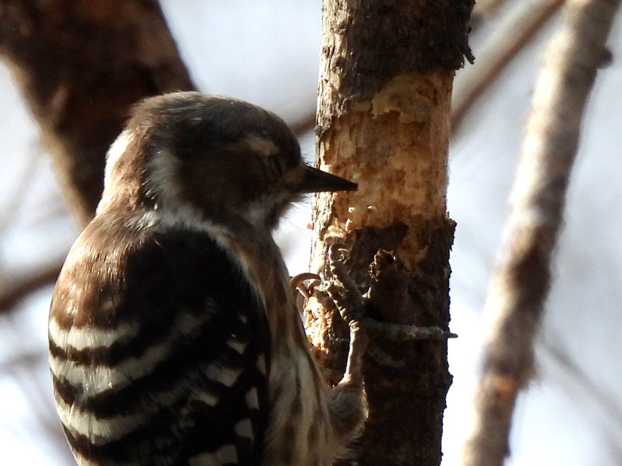 Photo of Japanese Pygmy Woodpecker at Akigase Park by くー