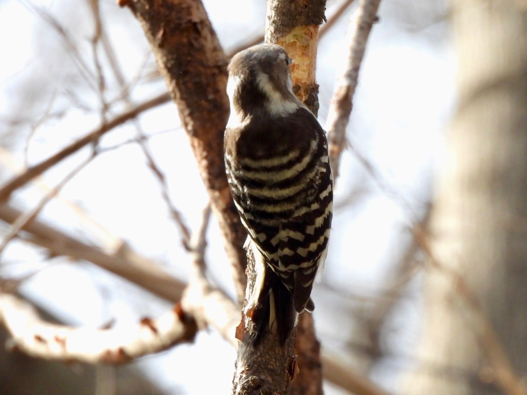 Japanese Pygmy Woodpecker