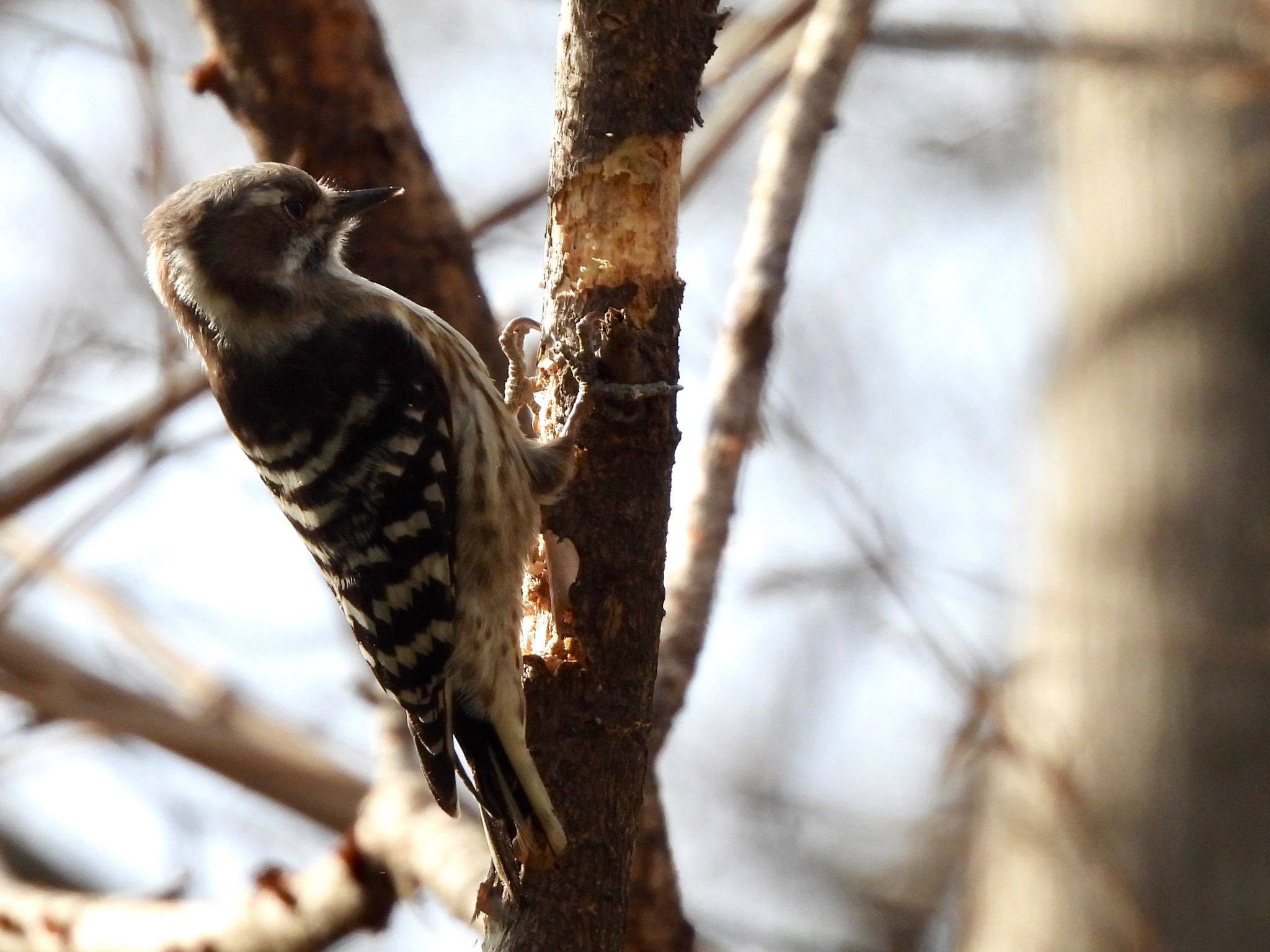 Photo of Japanese Pygmy Woodpecker at Akigase Park by くー