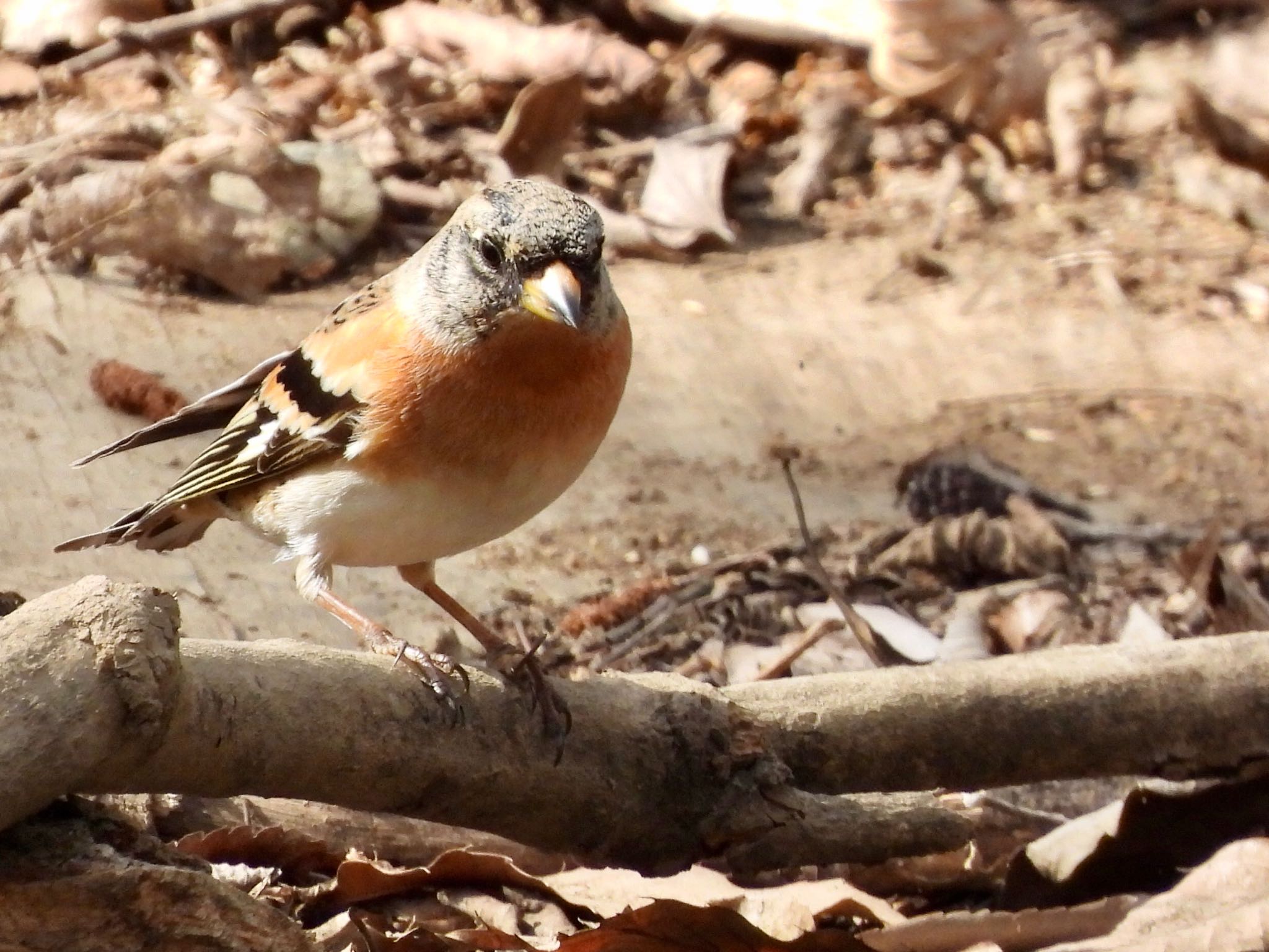 Brambling