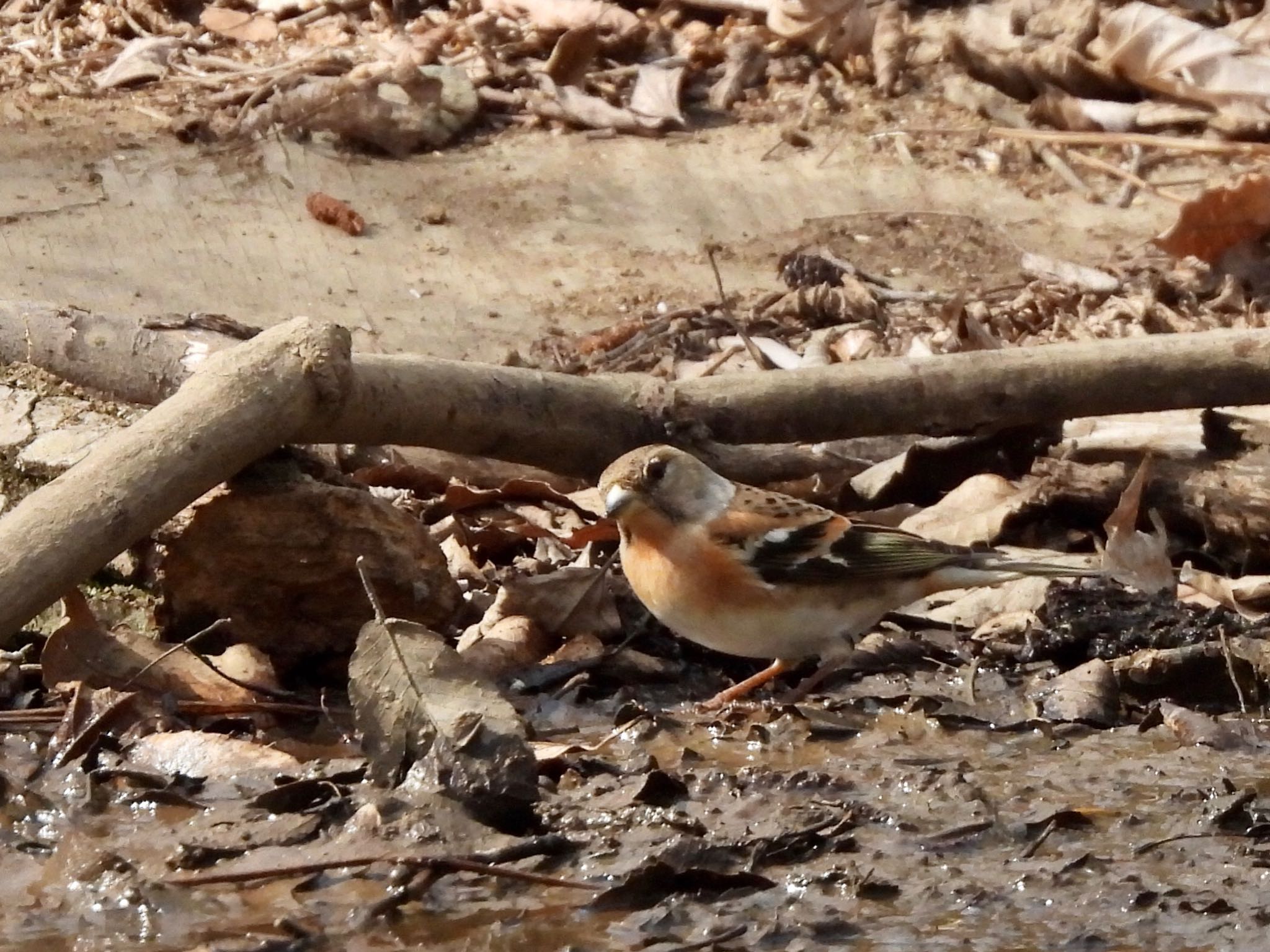 Brambling