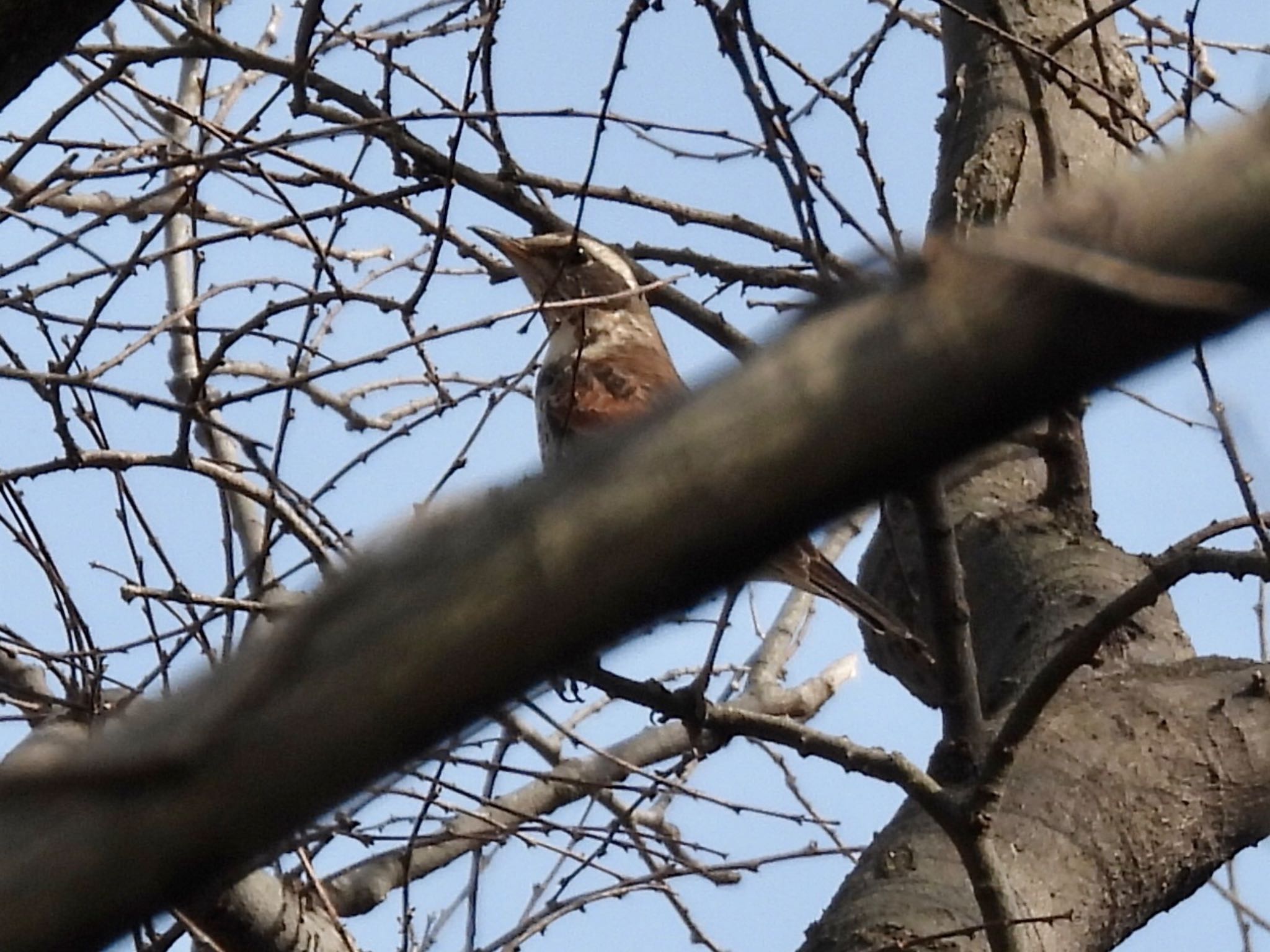 Dusky Thrush