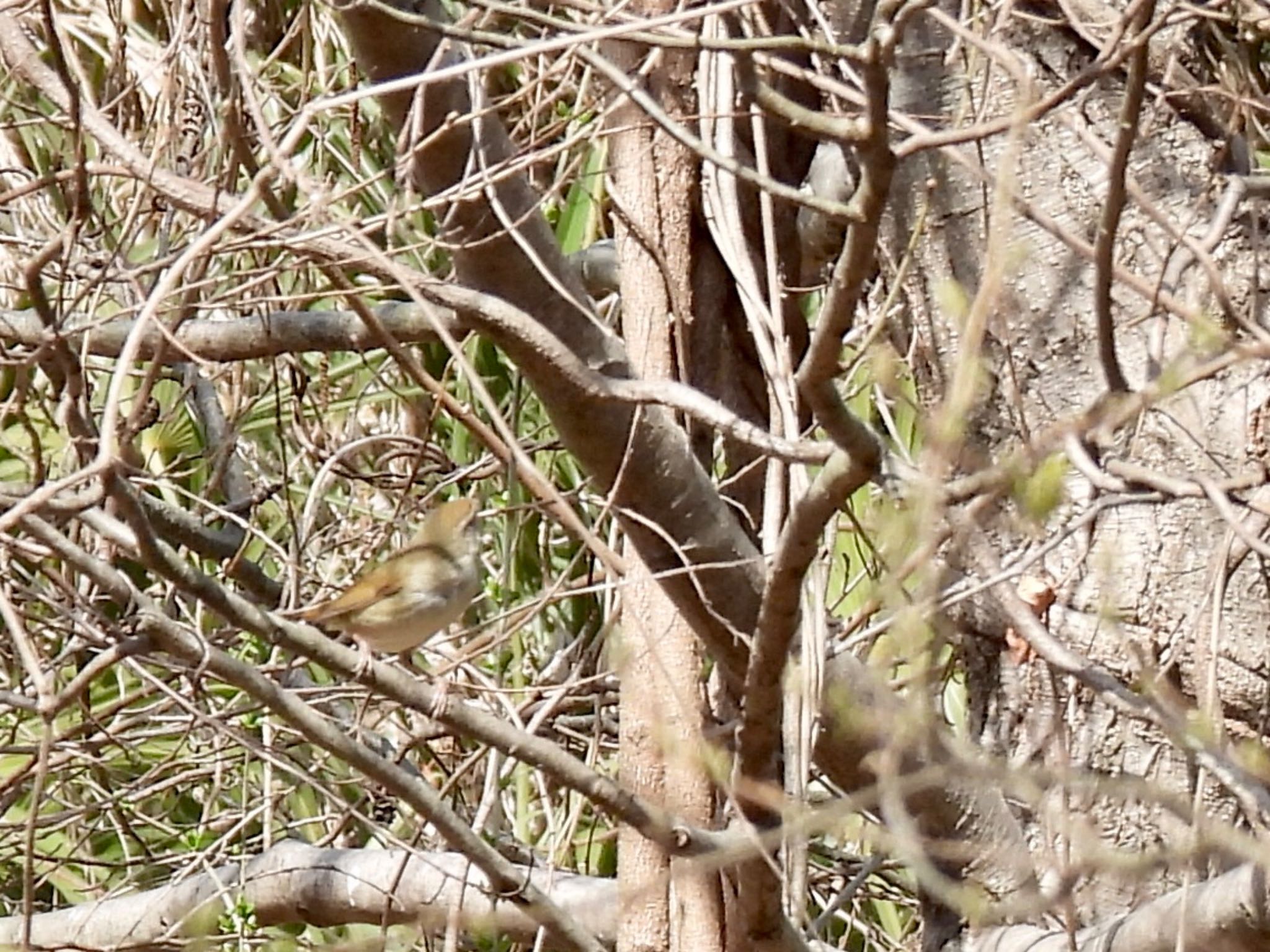 Japanese Bush Warbler