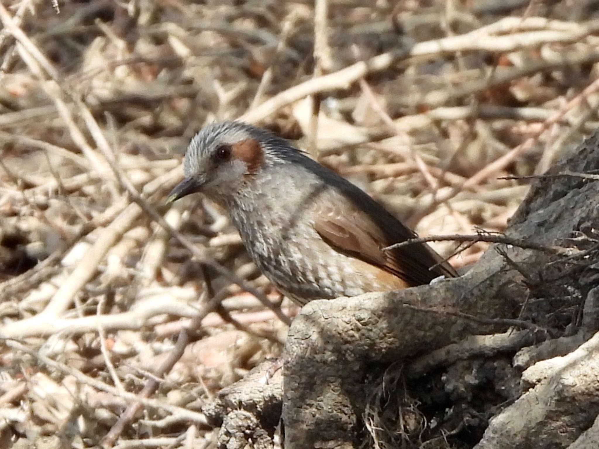 Brown-eared Bulbul