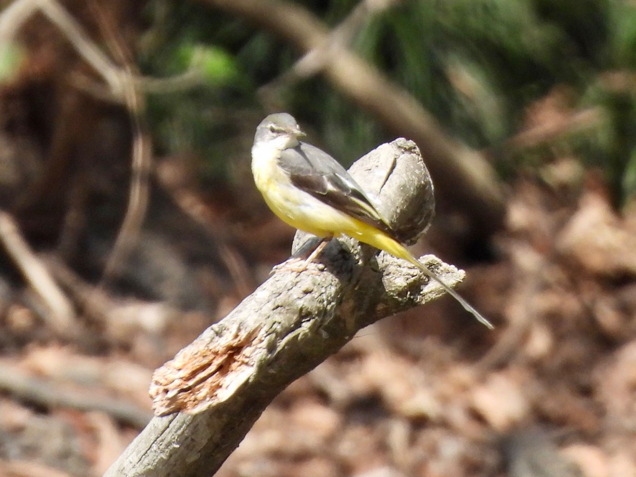 Grey Wagtail