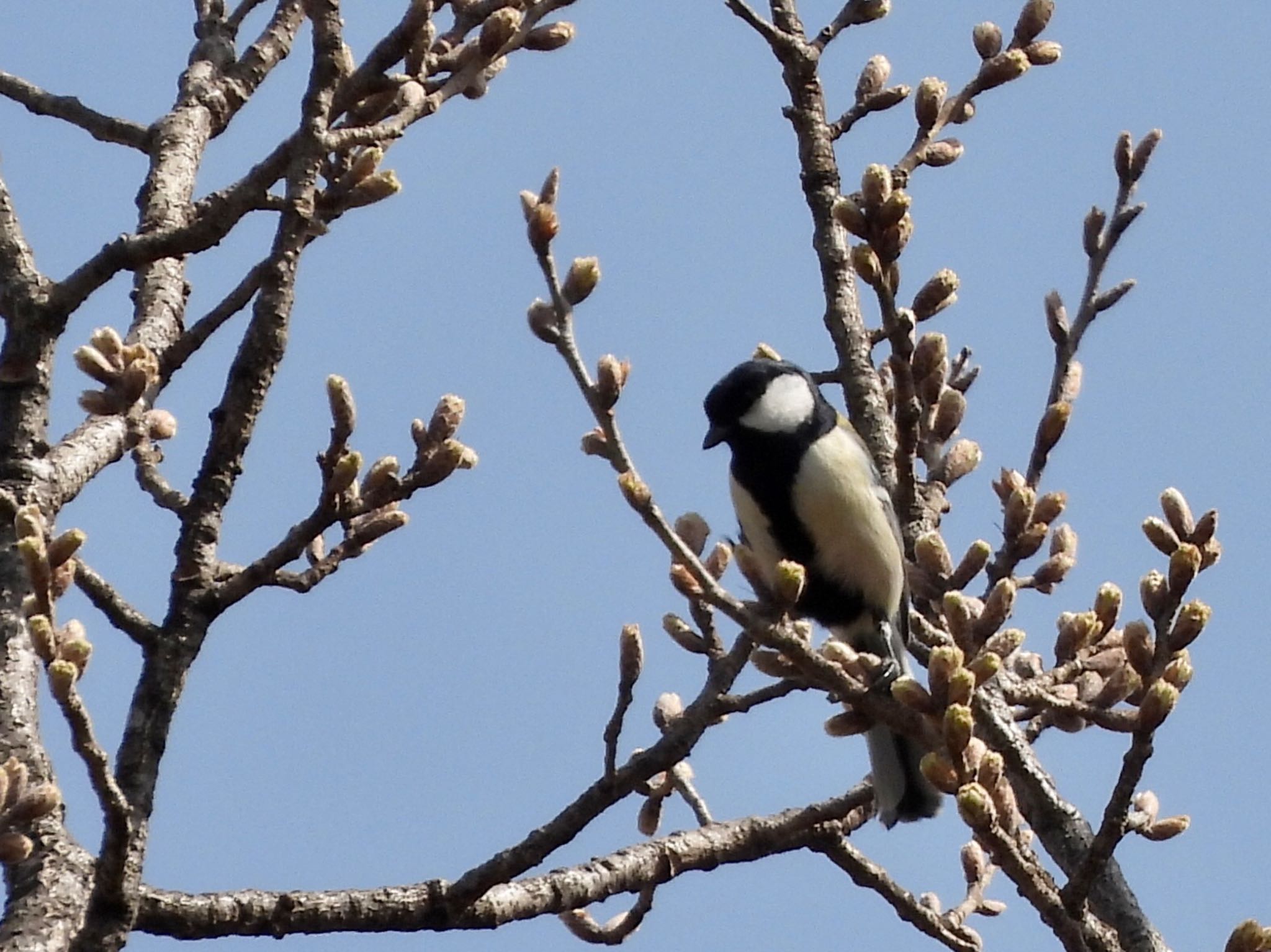 Japanese Tit