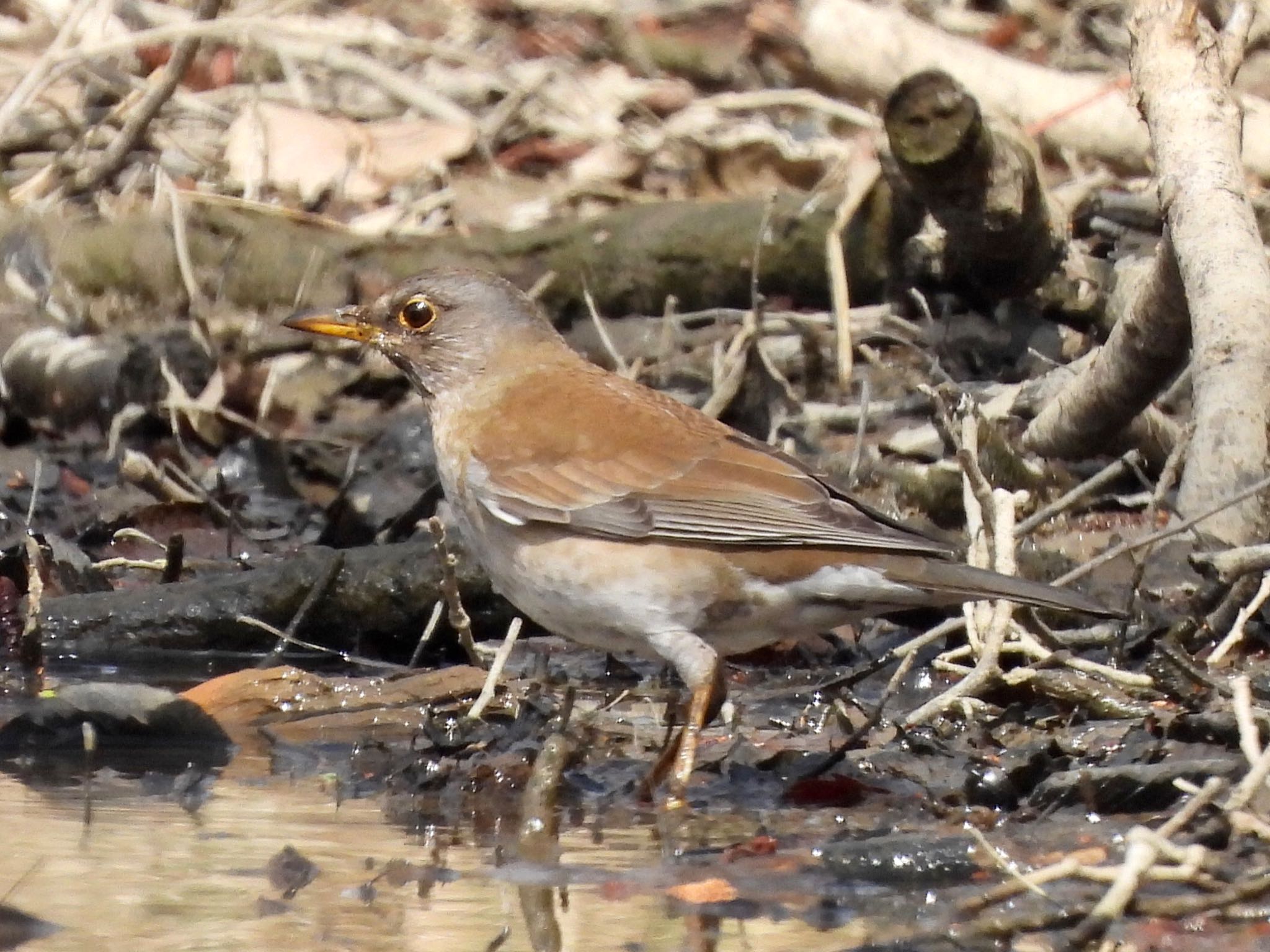 Pale Thrush