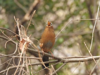 ガビチョウ 多磨霊園 2023年3月12日(日)